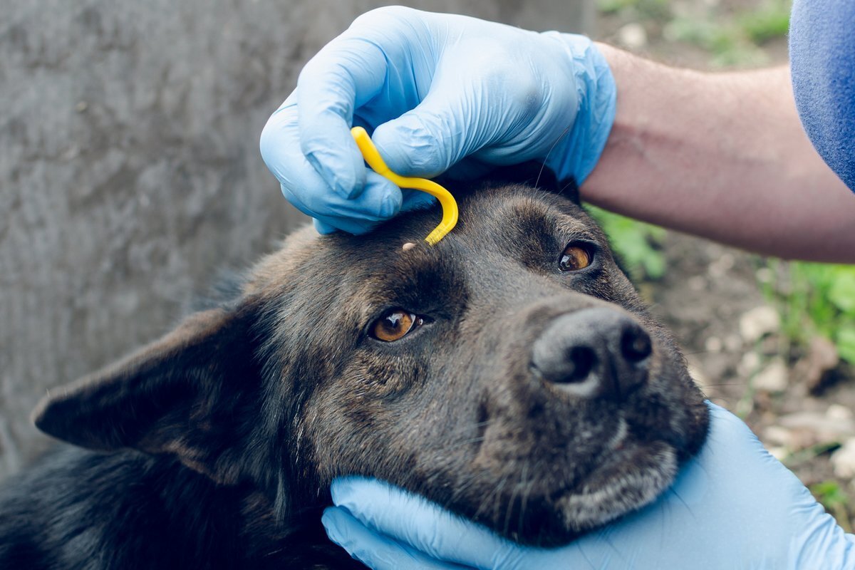 Что такое пироплазмоз? Пироплазмоз или бабезиоз – острое и тяжелое заболевание собак, в ходе которого атаке подвергаются эритроциты (красные кровяные тельца).