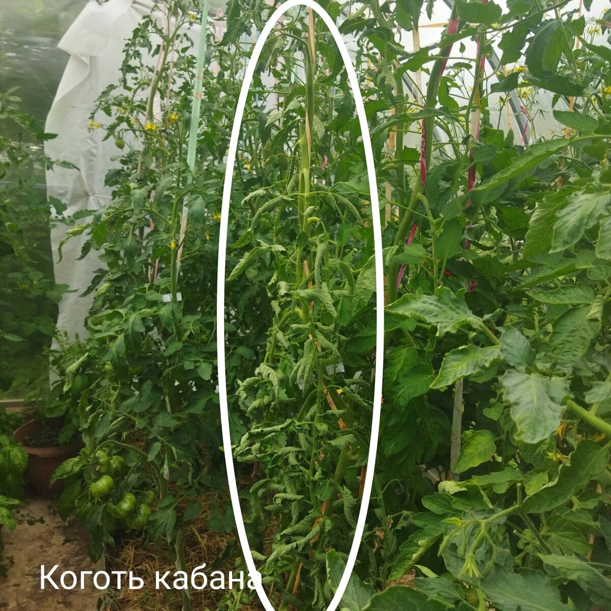 6 июля