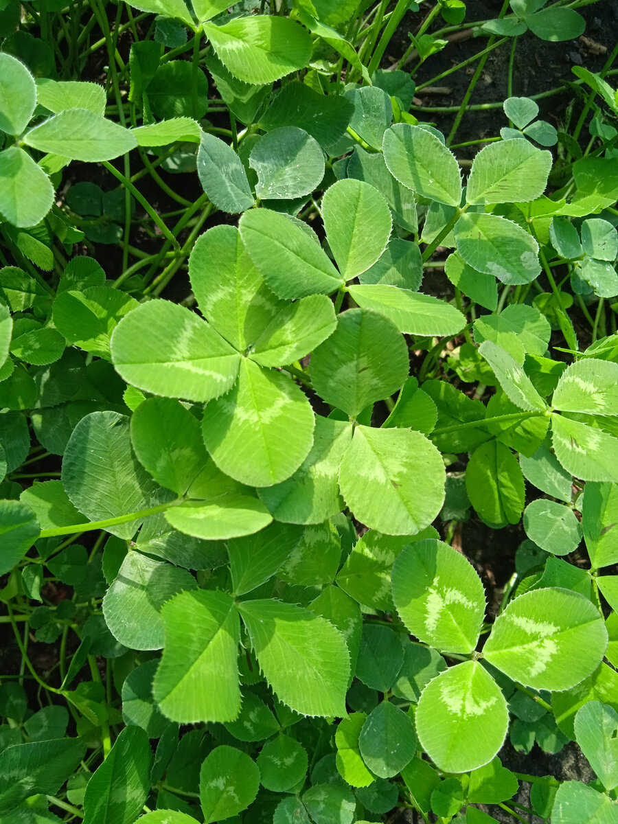 На счастье вам 4 листочка 