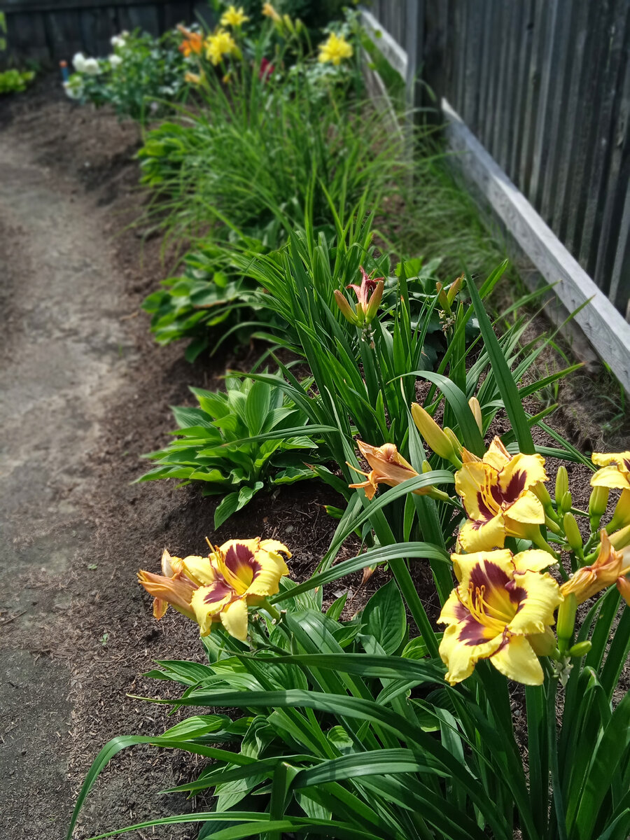 Хосты и лилейники