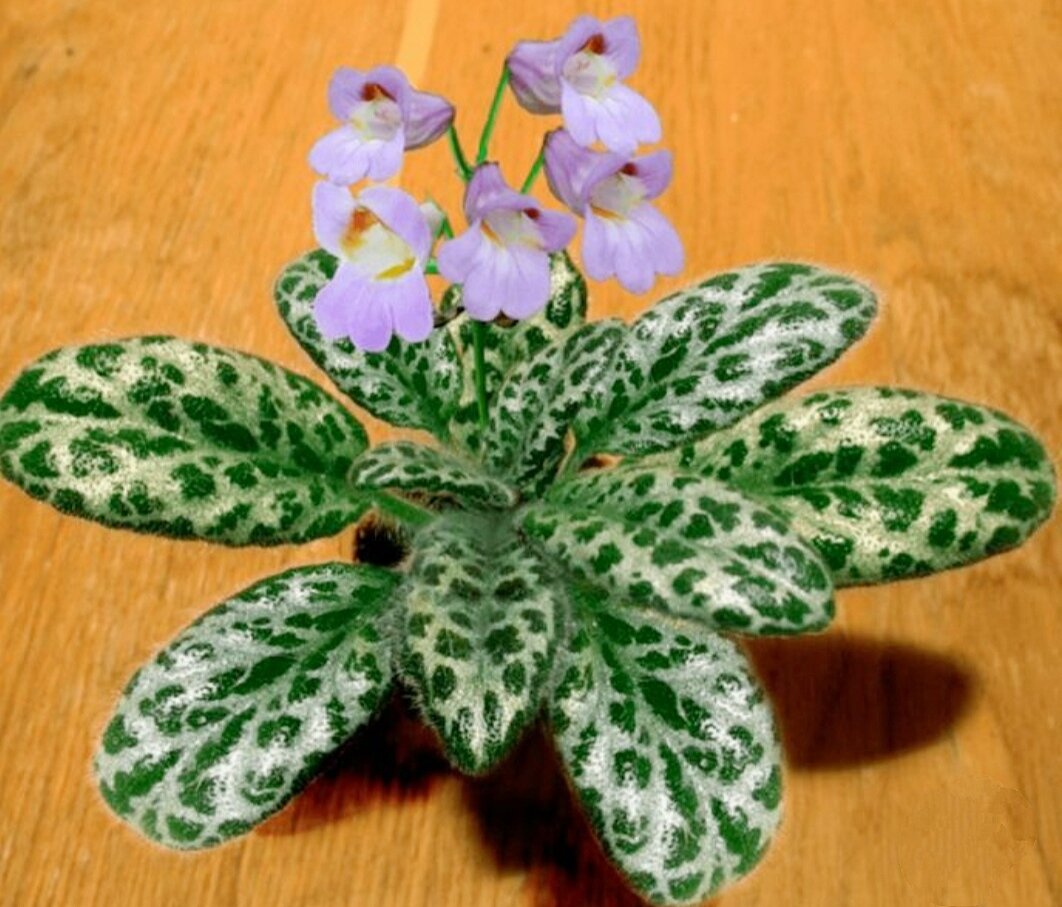 Хирита sinensis Hisako