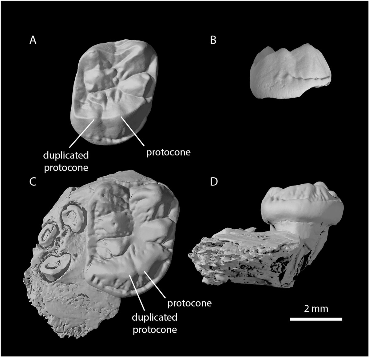   K. Christopher Beard et al. / Journal of Human Evolution, 2023