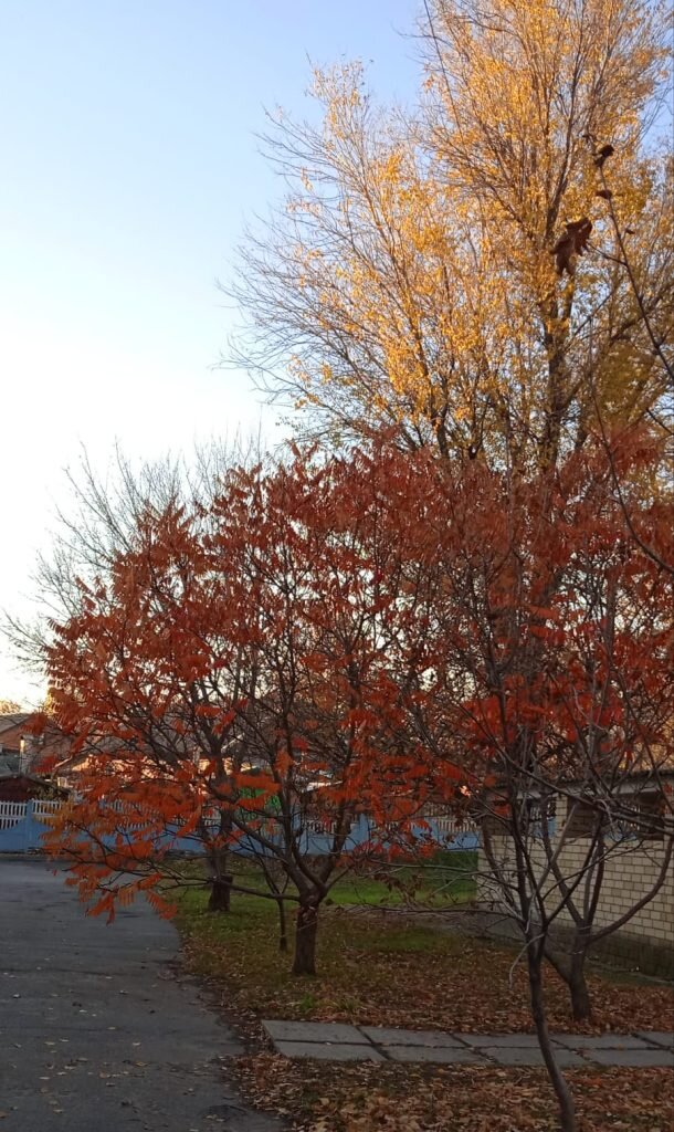     Краски осени