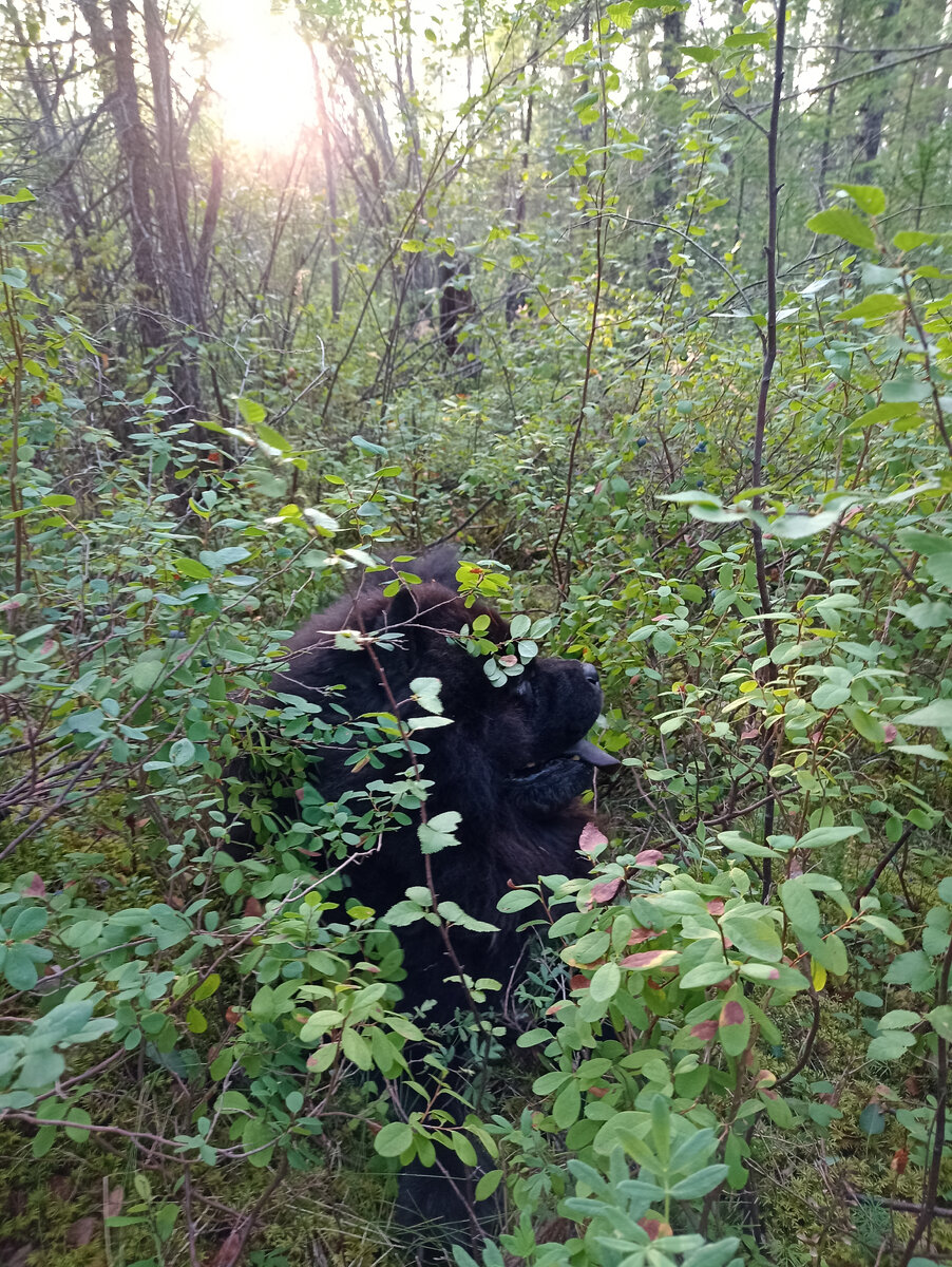 Найди собаку