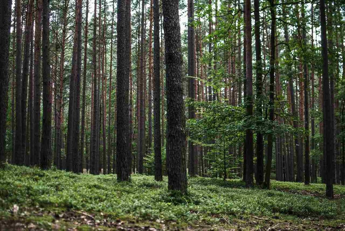 Гектар леса. Леса Воронежа. Сибирский лес. Лесной фонд Воронежской области. Запрет на посещение лесов с 6 августа в Нижегородской области.