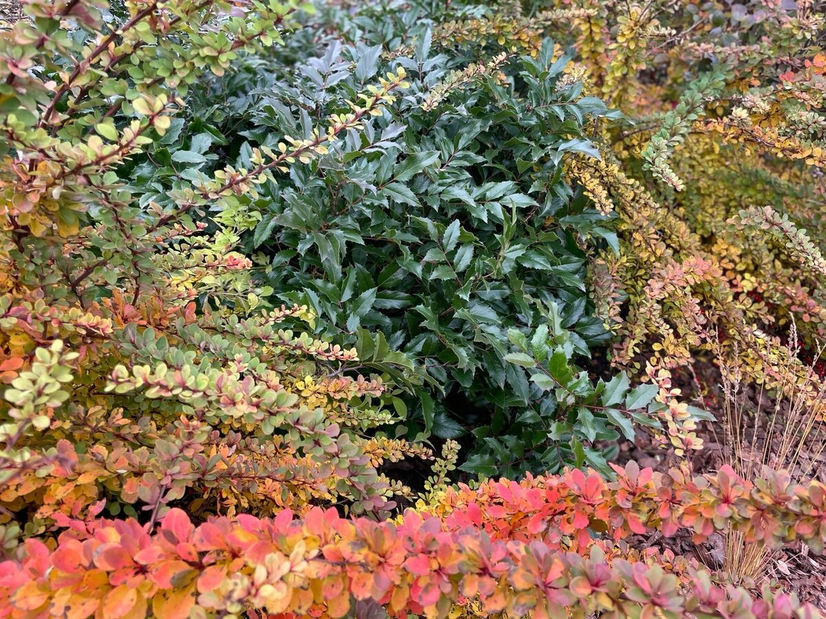 Барбарис Тунберга и Магония падуболистная