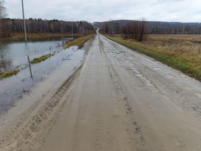 В Новосибирской области бобры оставили жителей двух сёл без электричества. Фото: соцсети