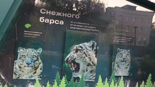 Московский зоопарк трансляция