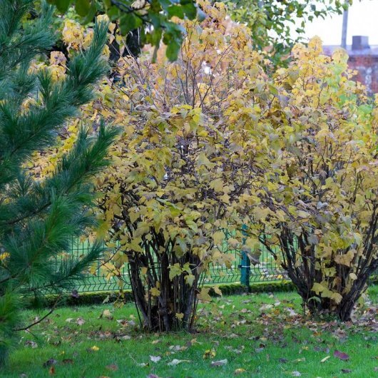 Садовый инструмент от Садового центра Green Space 