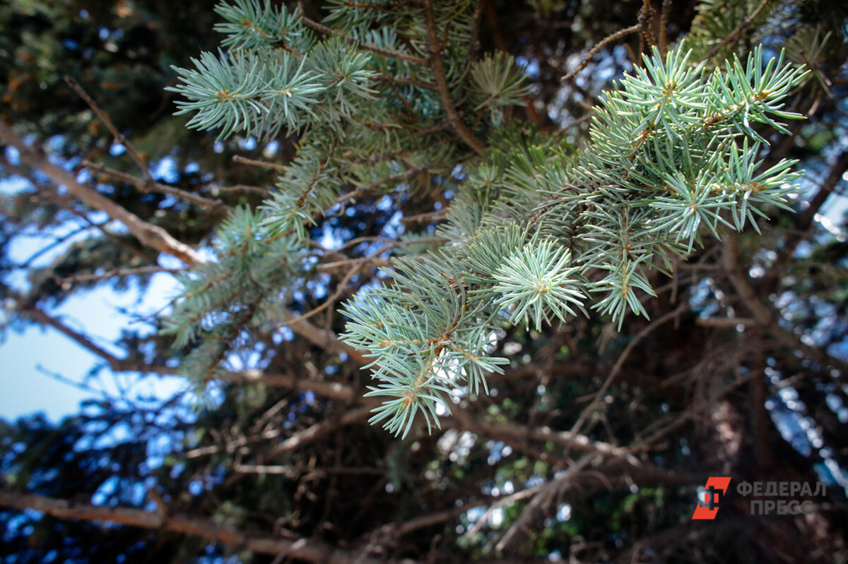Больше всего елочных базаров будет на территории Центрального округа.  Фото: ФедералПресс / Елена Майорова