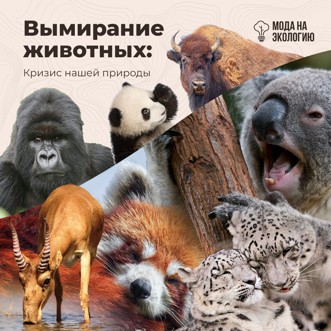 Проект"Красная книга"