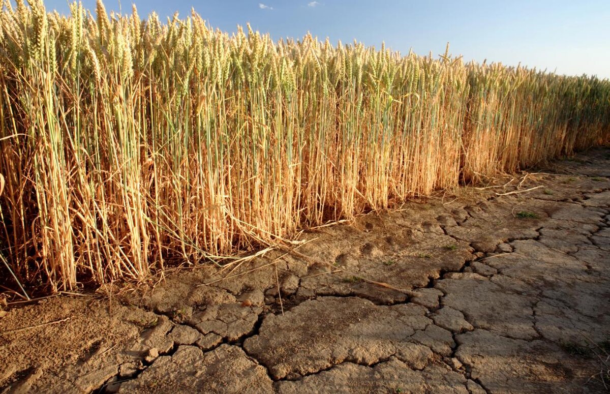 В Новосибирской области собрали на миллион тонн меньше зерна в 2023 году из-за засухи