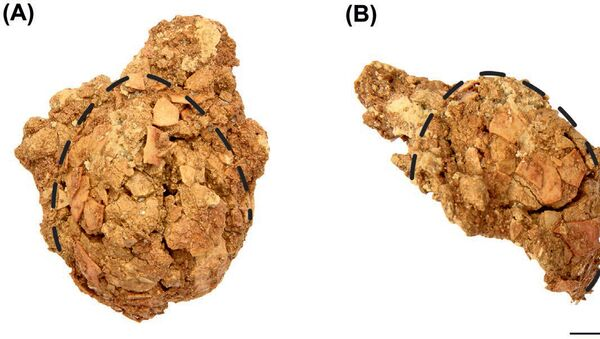 Яйцо динозавра-терапода