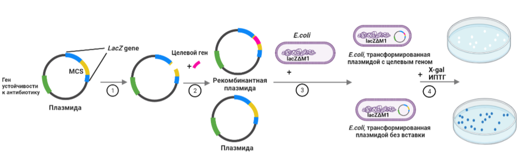 Рис.1. Схематическое изображение бело-голубого скрининга. 
1 – Рестрикция;
2 – лигирование;
3 - трансформация;
4 - скрининг на среде, содержащей X-gal и ИПТГ.