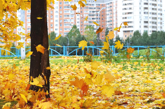 yandex.images