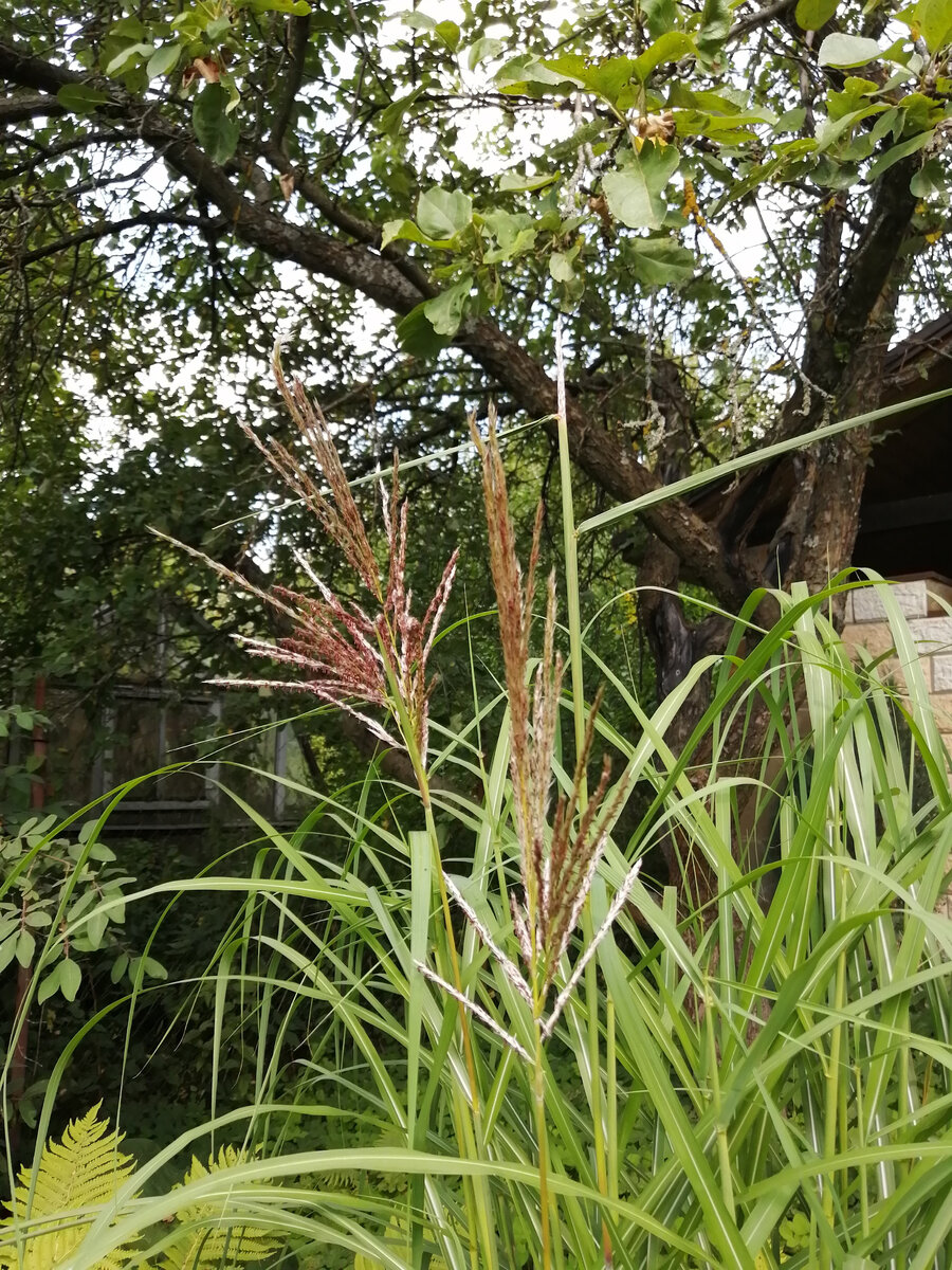 Мискантус цветет