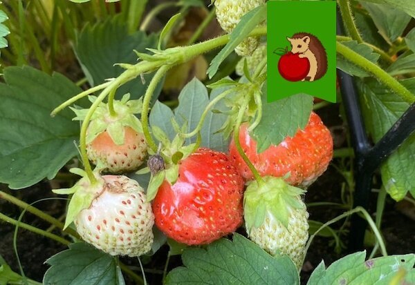 Что нельзя сажать рядом с клубникой: 6 плохих соседей, из-за которых ягоды будут мельчать, а кусты хуже плодоносить и болеть