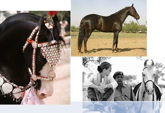 Франческа, Дандлод и их кони.