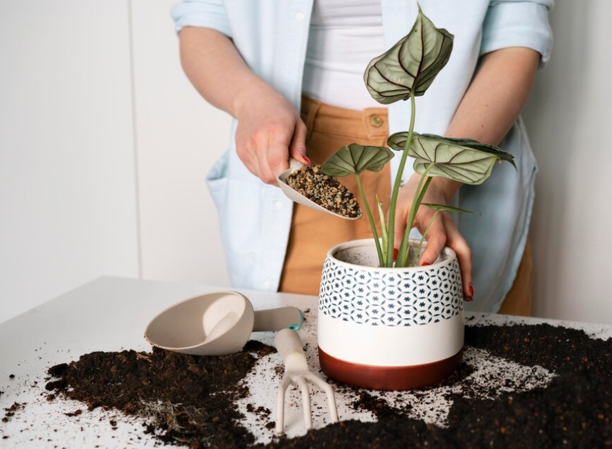 Фото взято из открытого источника от <a href="https://ru.freepik.com/free-photo/close-up-planting-plant-bulb-in-soil_13560846.htm#query=%D1%84%D0%BE%D1%82%D0%BE%20%D0%B3%D0%BE%D1%80%D1%88%D0%BA%D0%B0%20%D1%81%20%D1%83%D0%B4%D0%BE%D0%B1%D1%80%D0%B5%D0%BD%D0%B8%D0%B5%D0%BC&position=22&from_view=search&track=ais">Freepik</a>