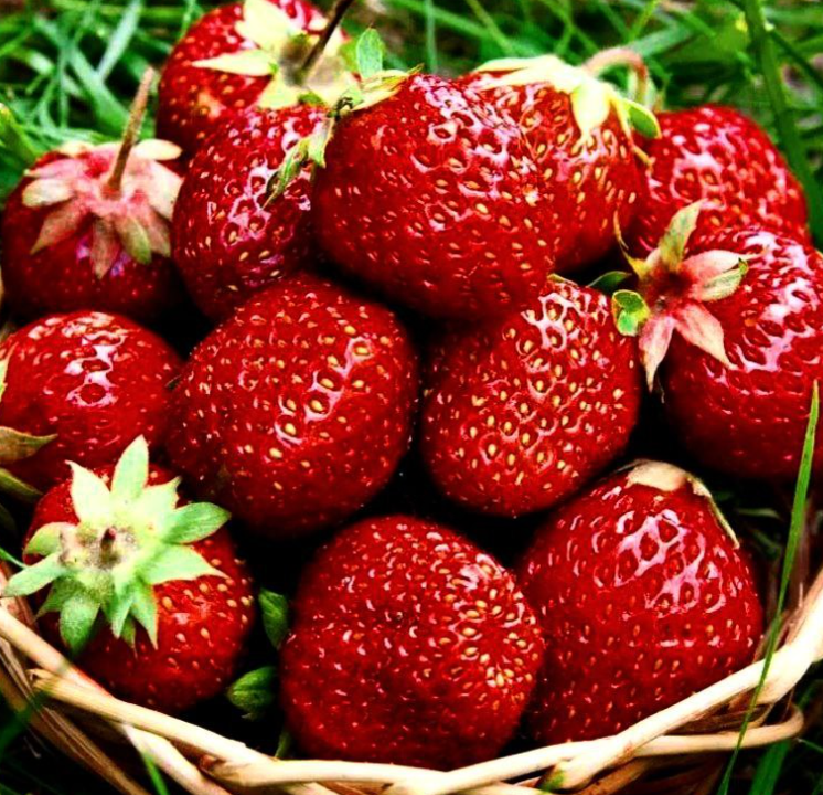 Корзина с ягодами