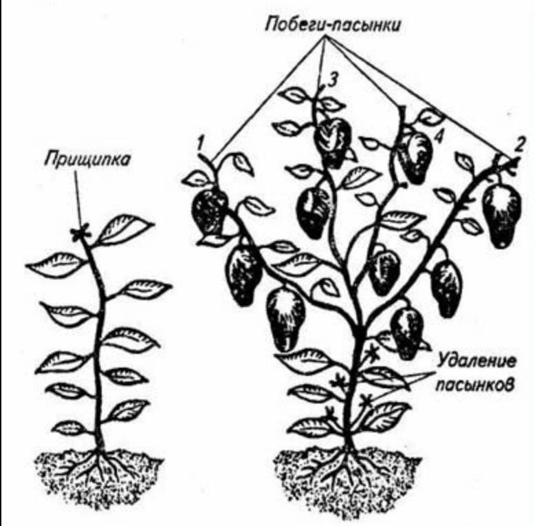 Схема формировки перца