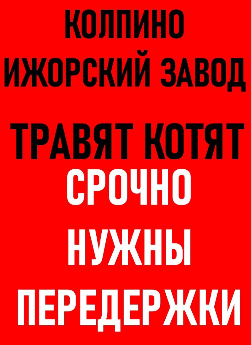 Колпино, Ижорский Завод. Очень нужны передержки (дома) котятам. Группа  помощи всем поможет. Несколько уже отравились. | Animalrescueed | Дзен