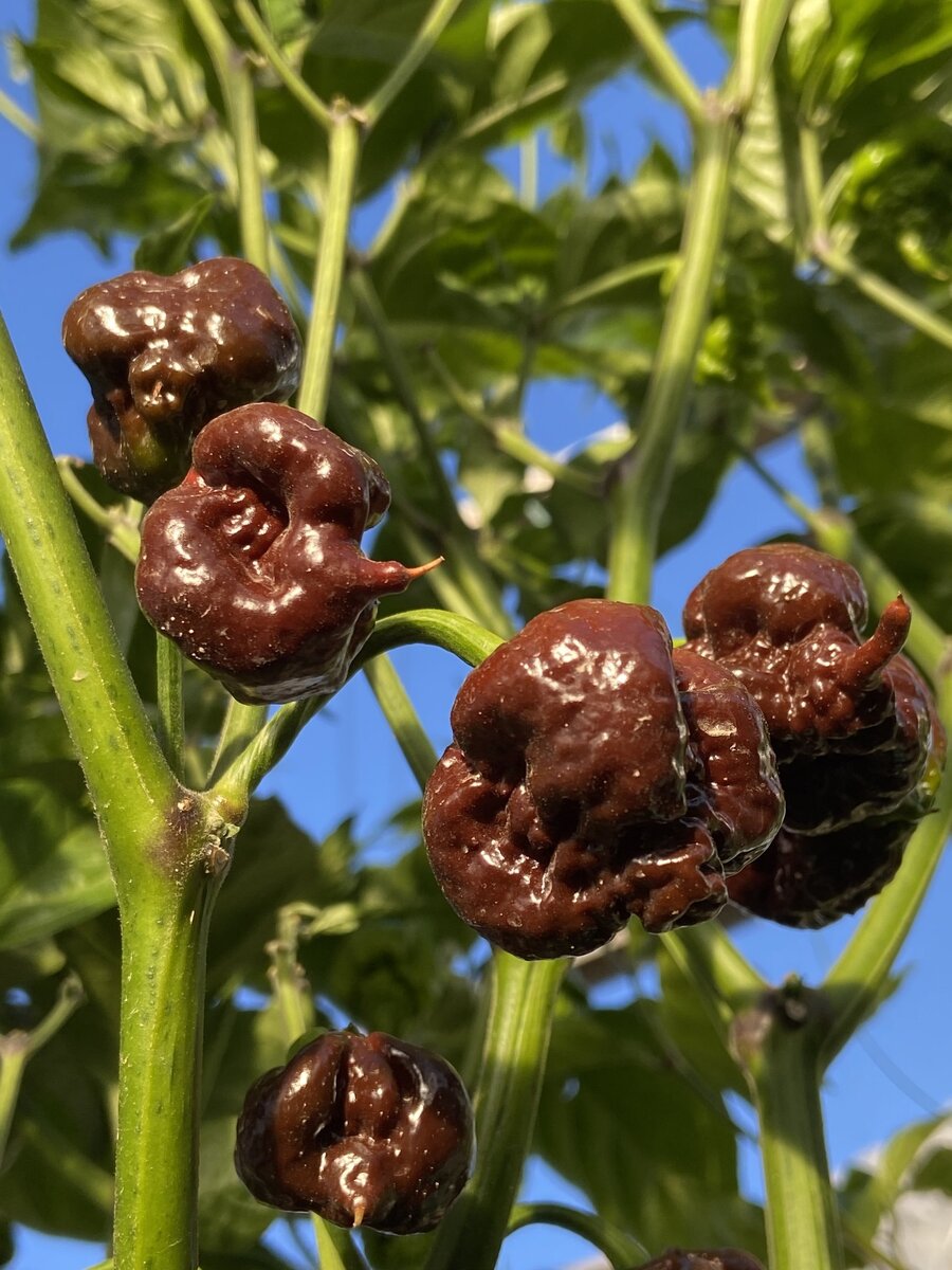 Перец Carolina Reaper Chocoalte, король всех сверхострых сортов, рекордсмен Гиннесса
