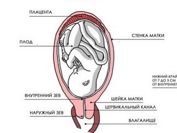 Зависимость длины влагалища от роста