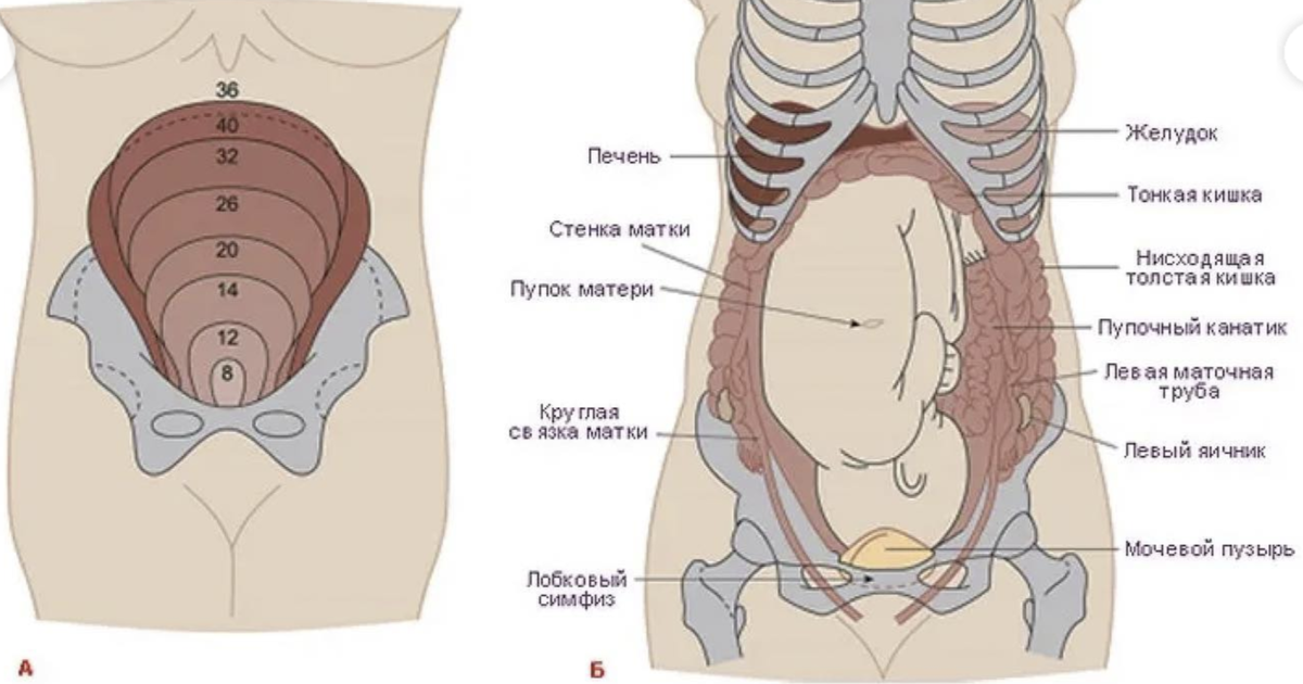 Кишечник перед родами. Расположение органов у беременной. Анатомия беременной женщины внутренние органы. Строение органов при беременности. Строение внутренних органов беременной.
