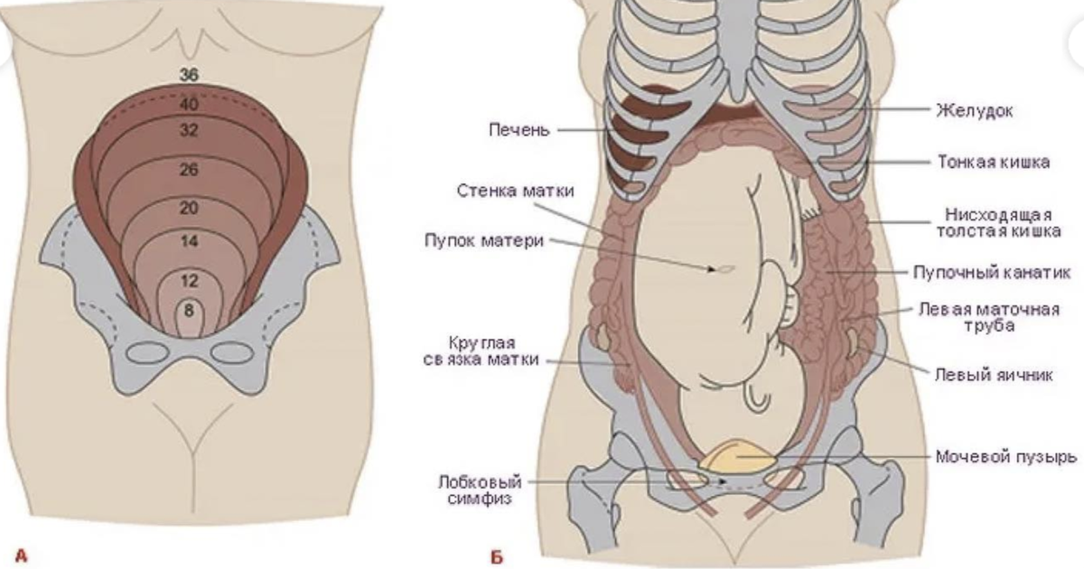 Болит низ живота на 38. Расположение органов у беременной. Анатомия беременной женщины внутренние органы. Строение внутренних органов беременной. Расположение матки в животе.