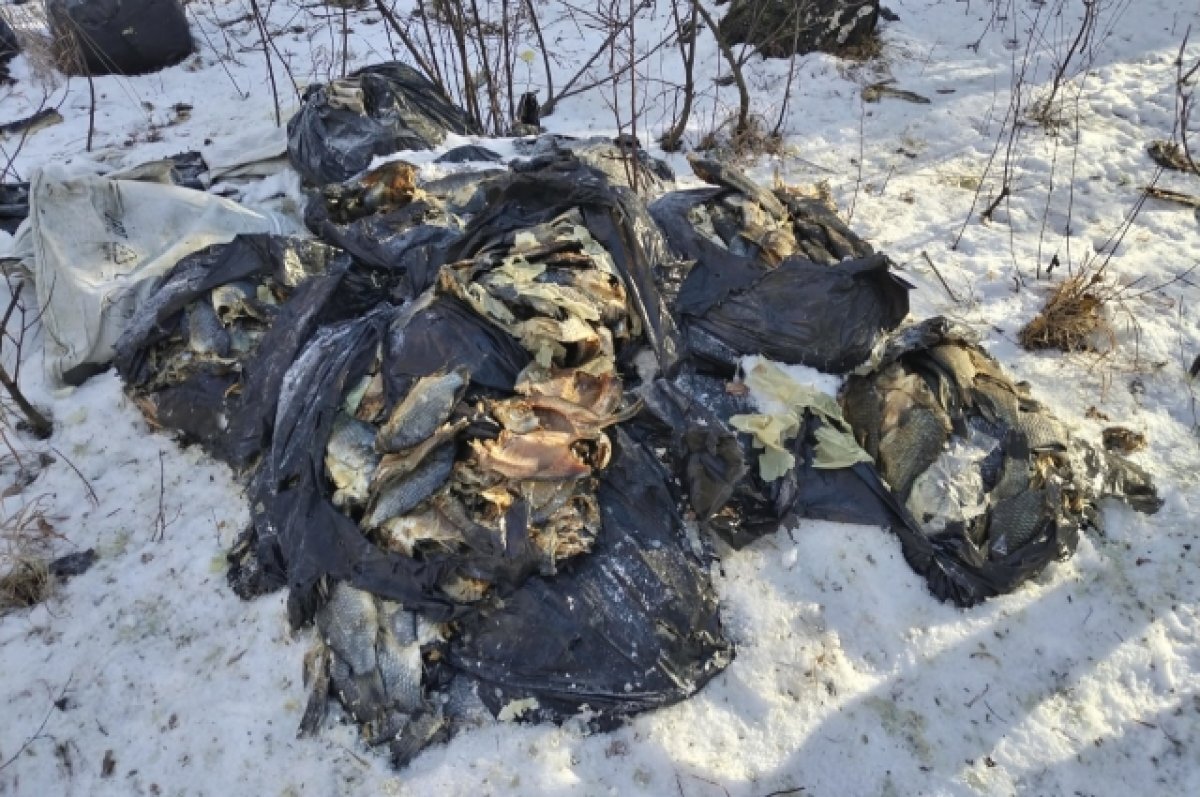    В пос. Чкаловский Омска регулярно появляются рыбные свалки
