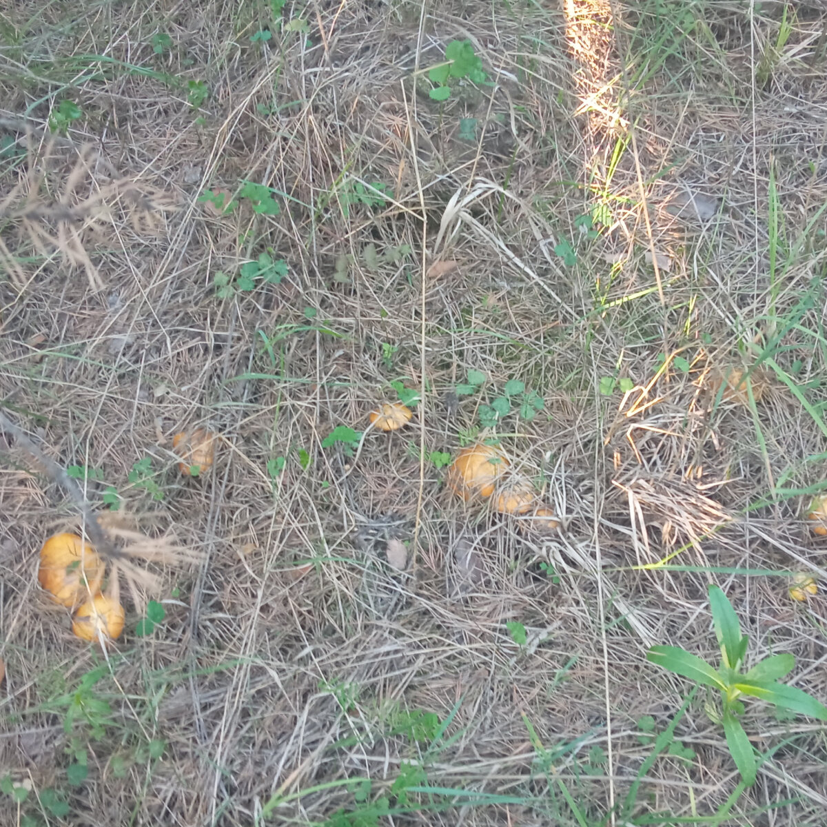 Данное фото от июля 2023 года. Но на сколько я помню тогда мы тоже хорошо набрали маслят. Правда чистила их бабушка, а не мы. Как то так. 