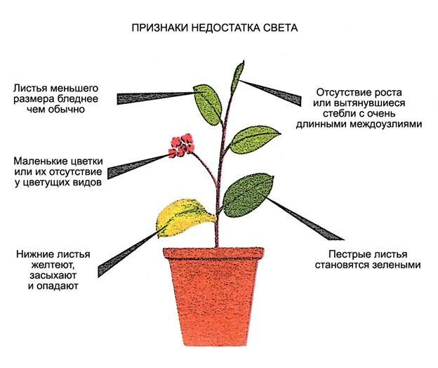 Искусственная подсветка для комнатных растений