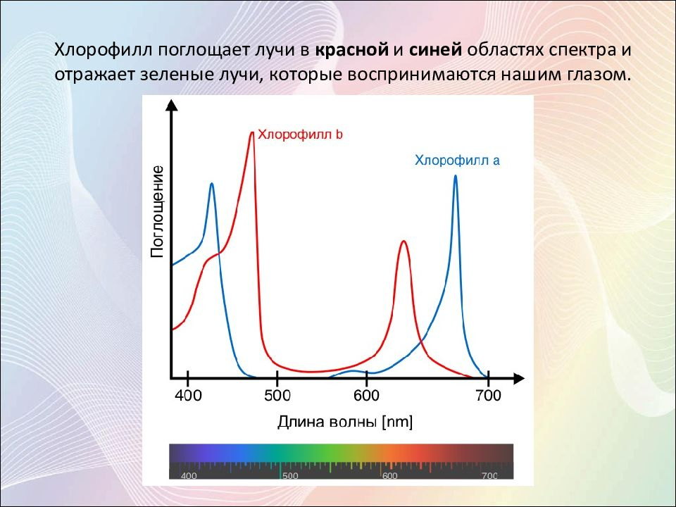 Диапазон максимум. Спектра поглощения хлорофилла. Спектр поглощения хлорофилла график. Спектр поглощения пигмента хлорофилла. Спектры поглощения пигментов фотосинтеза.