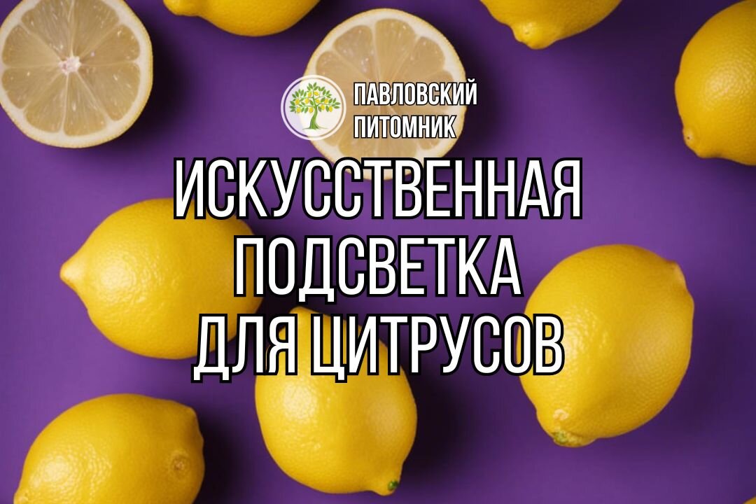 Как вырастить лимон на подоконнике: через сколько времени можно собрать первый урожай?