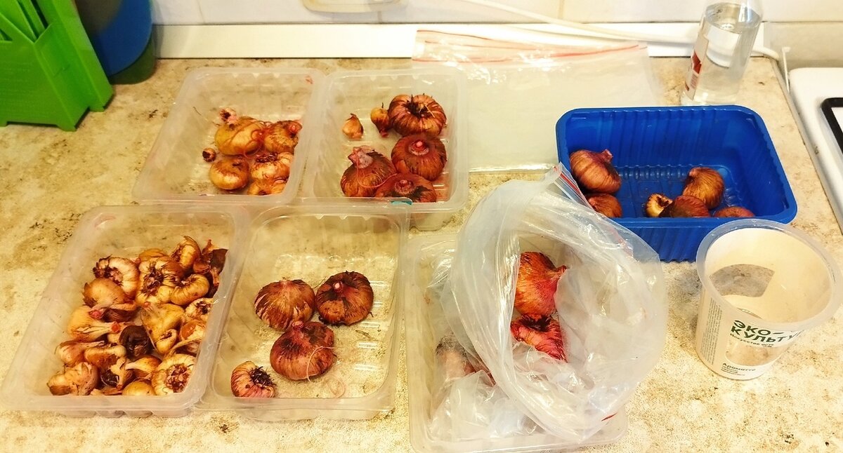 Луковицы в обработке