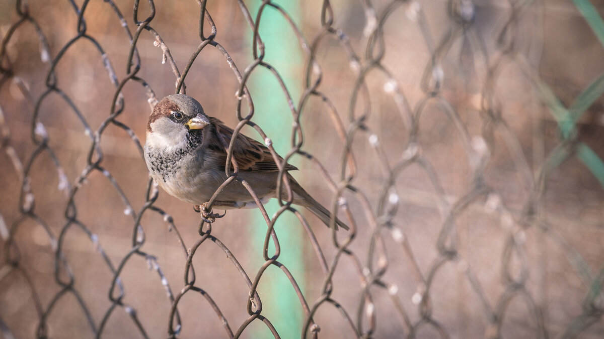 Привычные всем заборы из рабицы более склонны к провисаниям, чем ограждения из сварной сетки. Фото: pikwizard.com