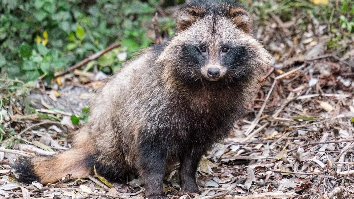 На Приобском месторождении в ХМАО заметили больную бешенством енотовидную с...