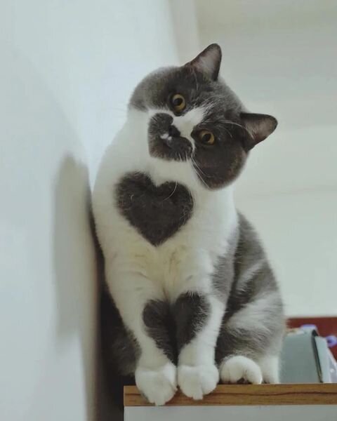 Смешные гифки - лучший способ поднять настроение