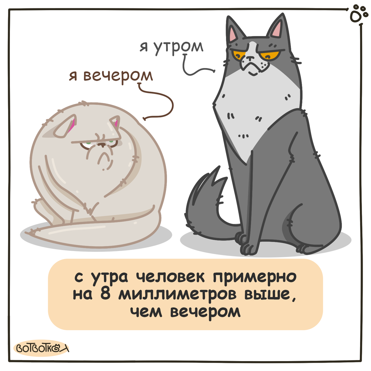 Котики и рост