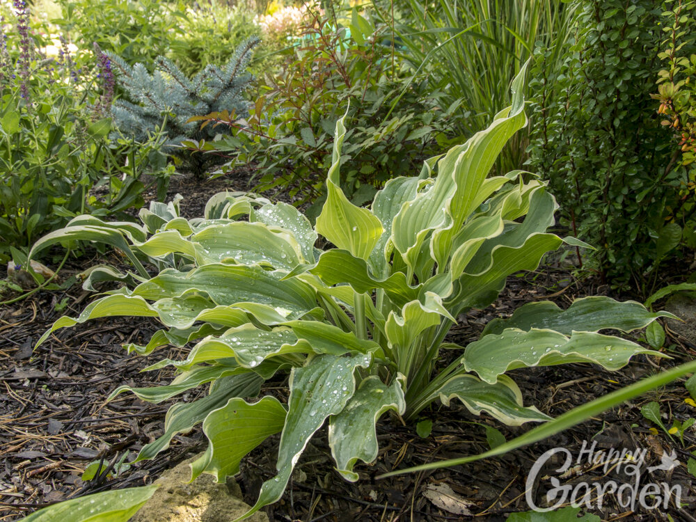 Хоста Sultans of Swing