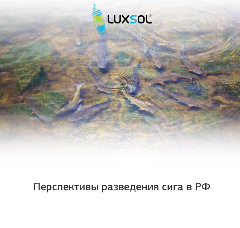 Перспективы разведения сига в РФ