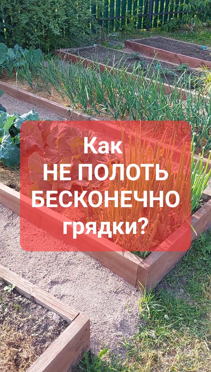 Как не полоть грядки