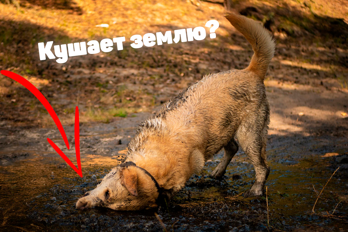 Почему собака ест почву?