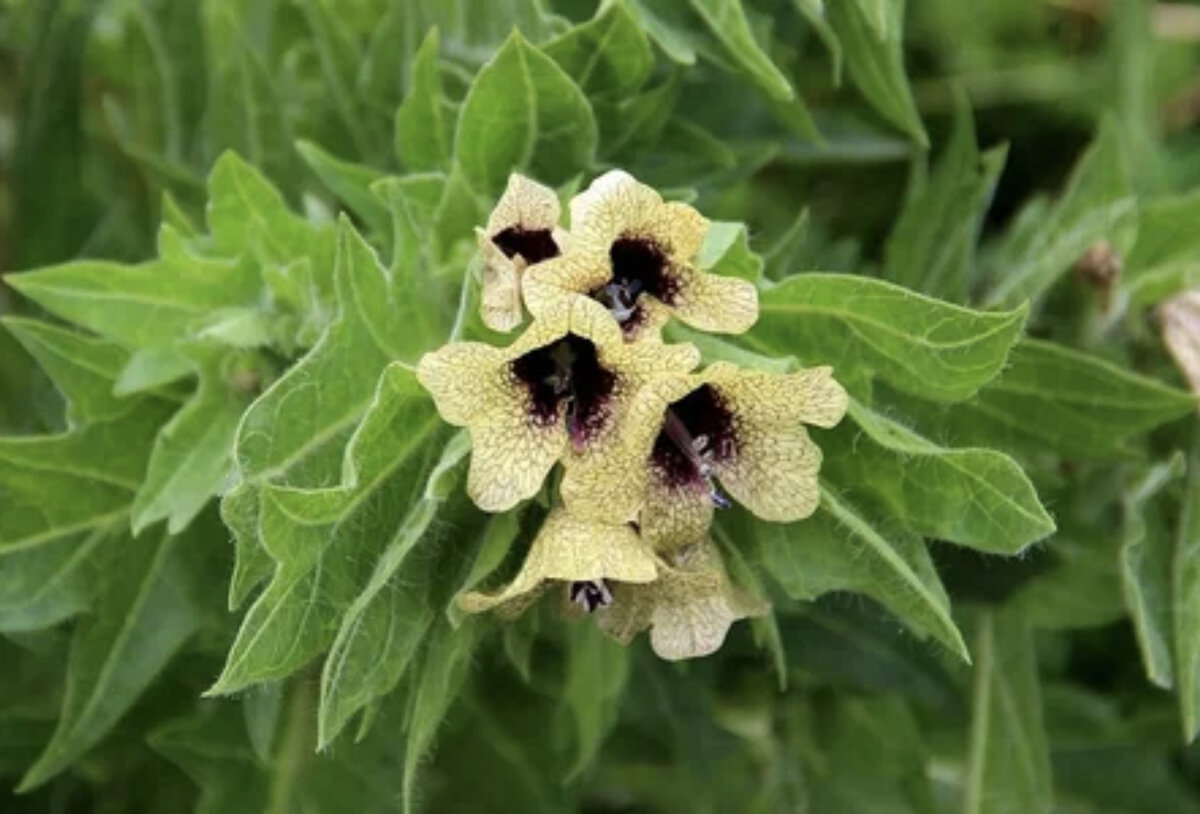 атропа белладонна. чёточник молитвенный. какие семена ядовитые. какие семена ядовитые. какие семена ядовитые.