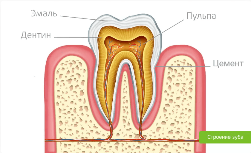 Зубная пульпа