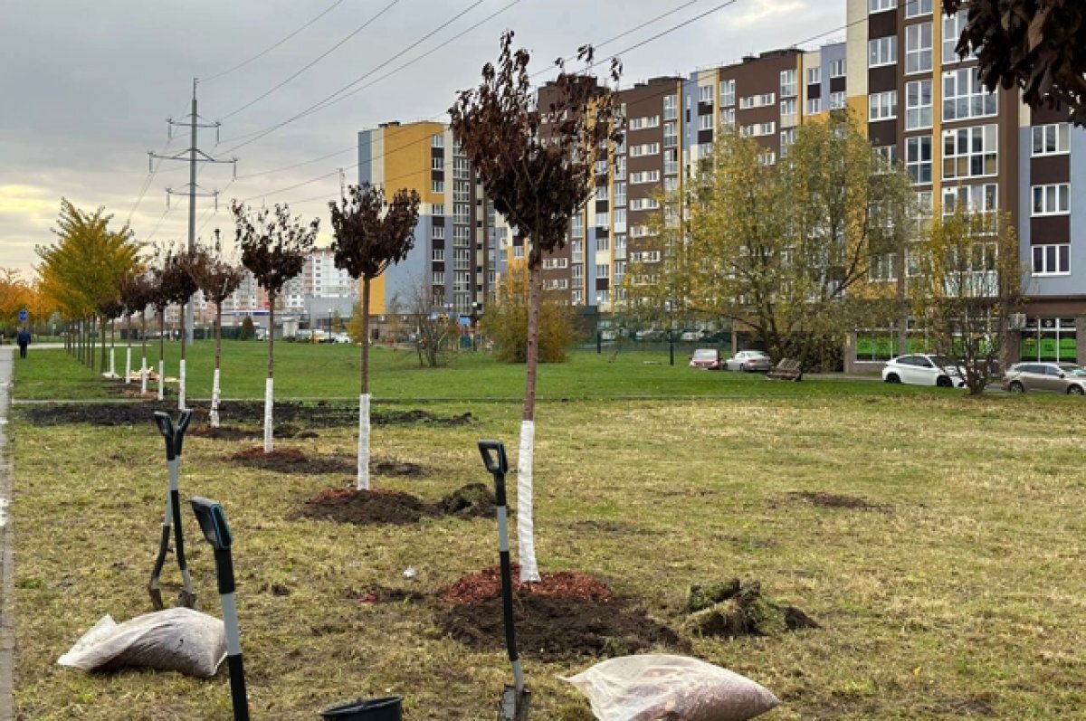    На Сельме высадили еще десять молодых саженцев сакуры