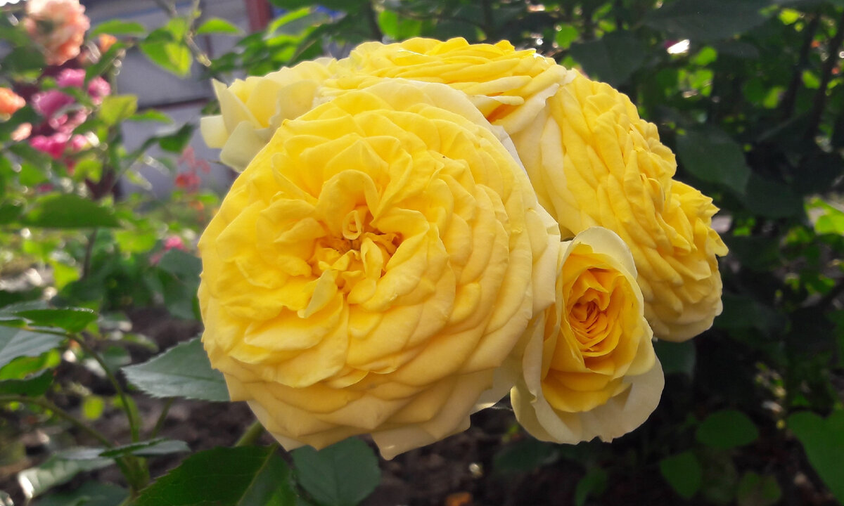 Lemon Pompom (Лимон Помпон)