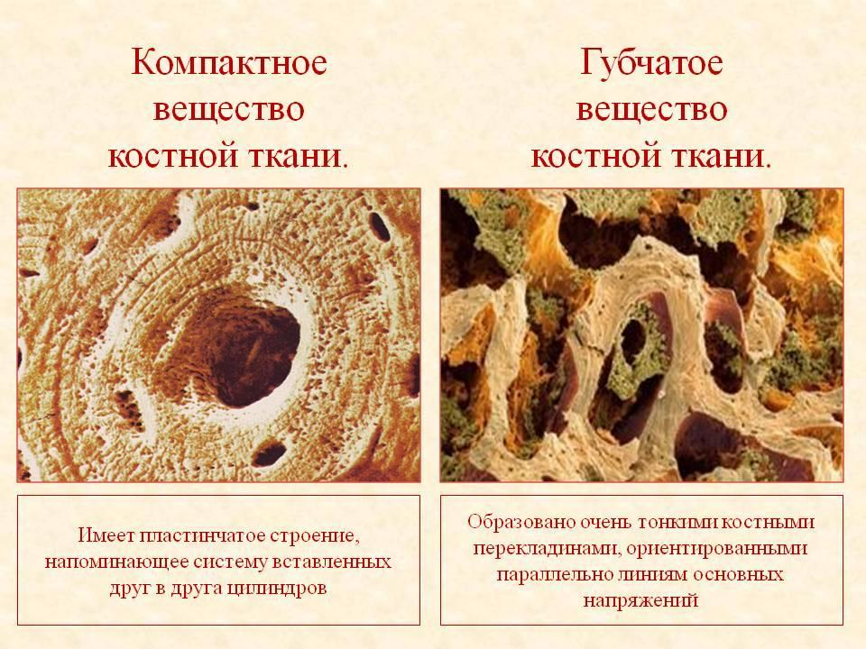 Костная ткань функции. Костная ткань компактное вещество губчатое вещество. Губчатая и компактная костная ткань. Строение губчатое вещество пластинчатой костной ткани. Строение компактного и губчатого вещества кости.