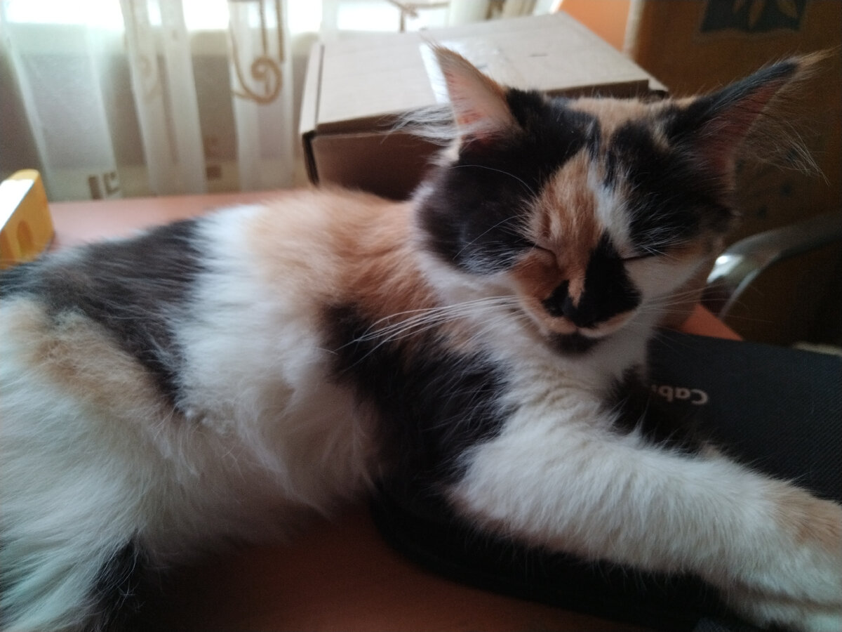 Кляксу это не волнует: встала, поела и снова спать 🐈
